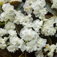 Begonia Double White cu flori duble albe și frunziș verde intens, plantă ornamentală pentru ghivece, jardiniere și grădină.