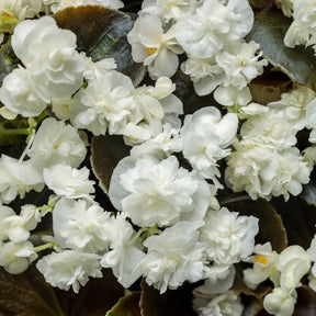 Begonia Double White cu flori duble albe și frunziș verde intens, plantă ornamentală pentru ghivece, jardiniere și grădină.