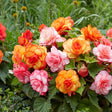 Begonia Fimbriata Mixed Focuri de Artificii cu flori duble franjurate în culori mixte, plantă ornamentală pentru ghivece și grădină.