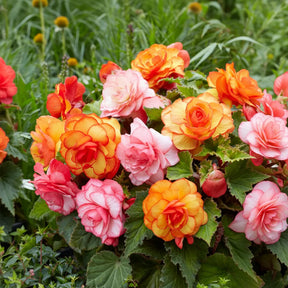 Begonia Fimbriata Mixed Focuri de Artificii cu flori duble franjurate în culori mixte, plantă ornamentală pentru ghivece și grădină.