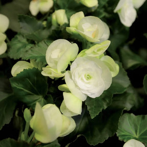 Begonia Marmorata Pictura Naturii cu flori duble marmorate în alb, roz și roșu, plantă ornamentală pentru ghivece și grădină.