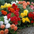Begonia Nonstop Mixed Curcubeul Verii cu flori duble în culori mixte, plantă ornamentală pentru ghivece, jardiniere și grădină.