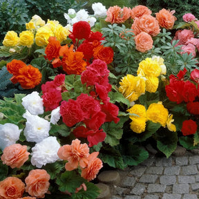 Begonia Nonstop Mixed Curcubeul Verii cu flori duble în culori mixte, plantă ornamentală pentru ghivece, jardiniere și grădină.