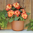 Begonia Picotee Yellow-Red Flacăra Carnavalului cu flori duble galbene și margini roșii, plantă ornamentală pentru ghivece și grădină.