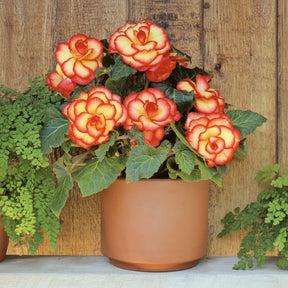 Begonia Picotee Yellow-Red Flacăra Carnavalului cu flori duble galbene și margini roșii, plantă ornamentală pentru ghivece și grădină.