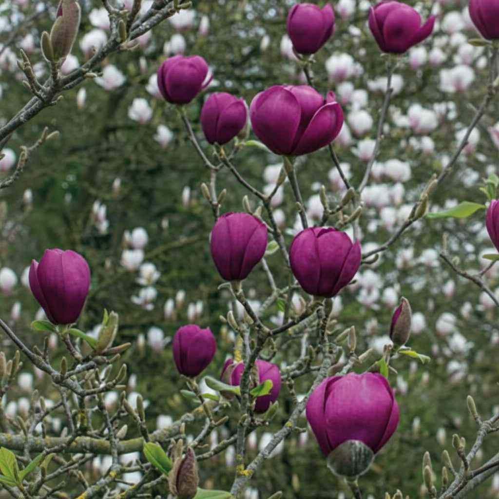 Magnolia "Black Tulip"