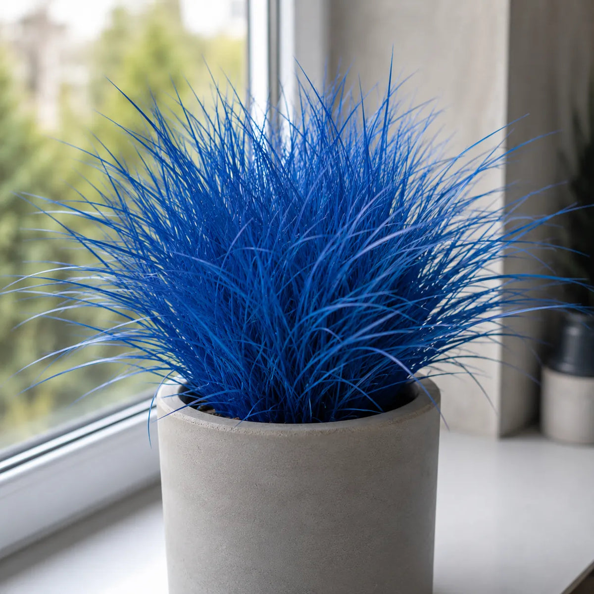 Blue Coral, iarbă ornamentală perenă cu frunze fine albastru intens și aspect compact, perfectă pentru grădini, jardiniere și decor exterior, rezistentă și ușor de întreținut.