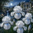 Bulb de Iris Germanica Arctic Diamond, soi premium cu flori mari alb cristal și reflexii albastre, ideal pentru grădini, straturi florale și borduri, rezistent și ușor de întreținut.