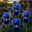 Bulb de Iris Germanica Blue Nebula, soi premium cu flori mari albastre și violete cu reflexii argintii, ideal pentru grădini, straturi florale și borduri, rezistent și ușor de întreținut.