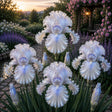 Bulb de Iris Germanica Cosmic Pearl, soi premium cu flori mari alb-perlate și reflexii albastre, ideal pentru grădini, straturi florale și borduri, rezistent și ușor de întreținut.