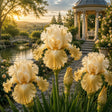 Bulb de Iris Germanica Golden Mirage, soi premium cu flori mari în nuanțe de șampanie aurie și crem, ideal pentru grădini, straturi florale și borduri, rezistent și ușor de întreținut.