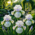 Bulb de Iris Germanica Neon Emerald, soi premium cu flori mari verde smarald și galben-lime, ideal pentru grădini, straturi florale și borduri, rezistent și ușor de întreținut.