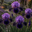 Bulb de Iris Germanica Royal Eclipse, soi premium cu flori mari violet regal și accente negre, ideal pentru grădini, straturi florale și borduri, rezistent și ușor de întreținut.