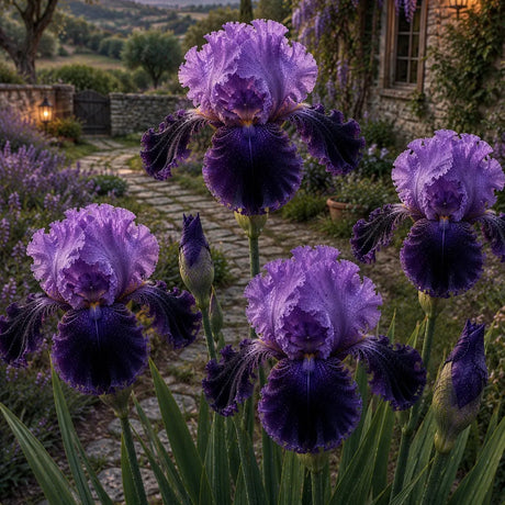 Bulb de Iris Germanica Royal Eclipse, soi premium cu flori mari violet regal și accente negre, ideal pentru grădini, straturi florale și borduri, rezistent și ușor de întreținut.