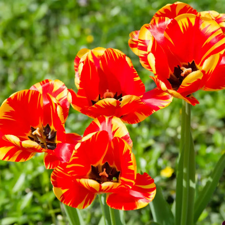 Bulbi Lalele Banja Luka