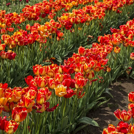 Bulbi Lalele Banja Luka1