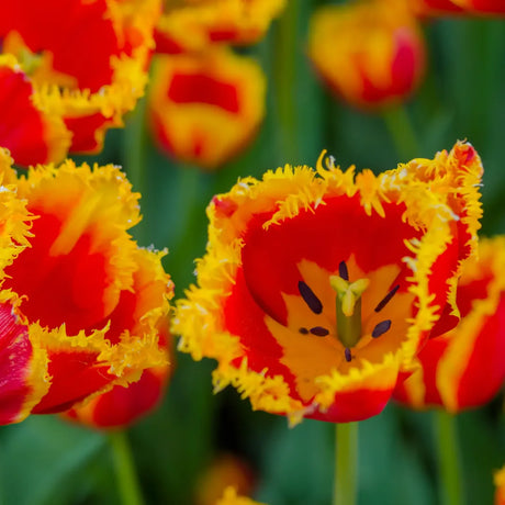 Bulbi Lalele Davenport