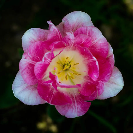 Bulbi Lalele Flaming Purissima