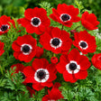Flori de Anemone De Caen Red roșu intens, ideale pentru grădini, borduri și ghivece.