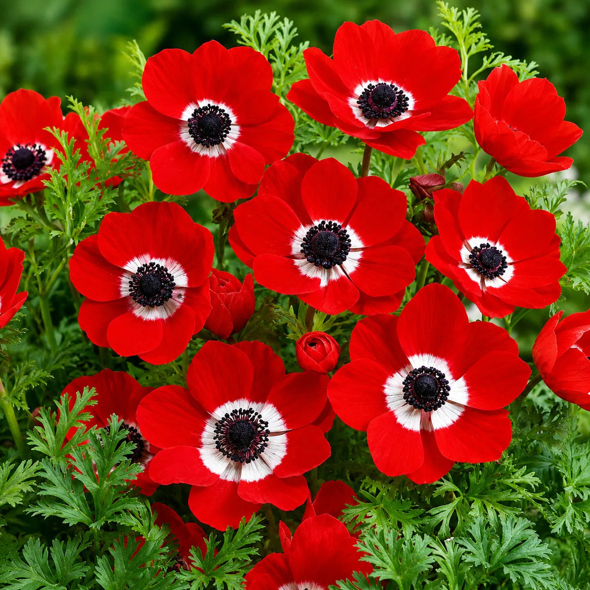 Flori de Anemone De Caen Red roșu intens, ideale pentru grădini, borduri și ghivece.