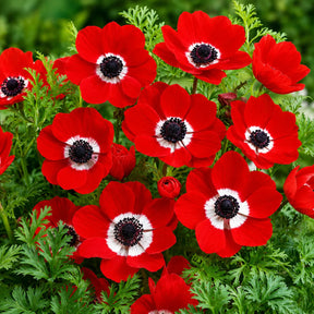 Flori de Anemone De Caen Red roșu intens, ideale pentru grădini, borduri și ghivece.