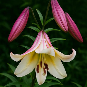 Bulbi de Crini Lilium Beijing Moon