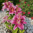 Bulbi de Crini Lilium Black Beauty