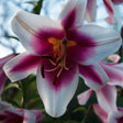 Bulbi de Crini Lilium Friso