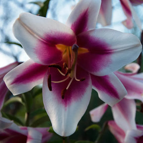 Bulbi de Crini Lilium Friso