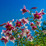 Bulbi de Crini Lilium Friso2