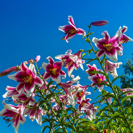 Bulbi de Crini Lilium Friso2