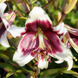 Bulbi de Crini Lilium Leslie Woodriff