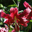 Bulbi de Crini Lilium Miss Feya