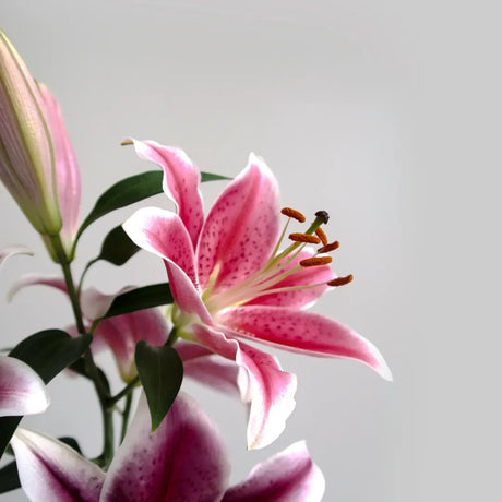 Bulbi de Crini Lilium Pink Brush1