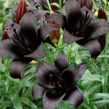 Bulbi de Crini Nightrider