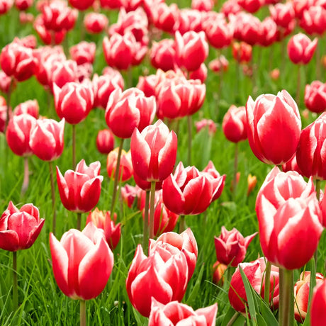 Bulbi de Lalele Leen van der Mark1