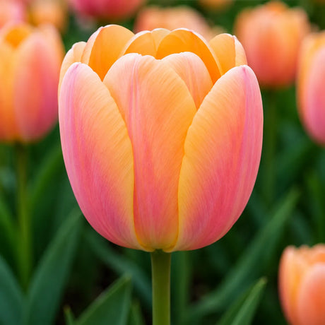 Bulbi de lalele "Apricot Beauty" 5 buc