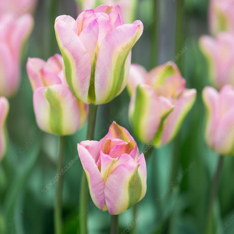 „Lalele „Groenland” – Flori elegante, perfecte pentru grădini de primăvară și aranjamente florale deosebite.”