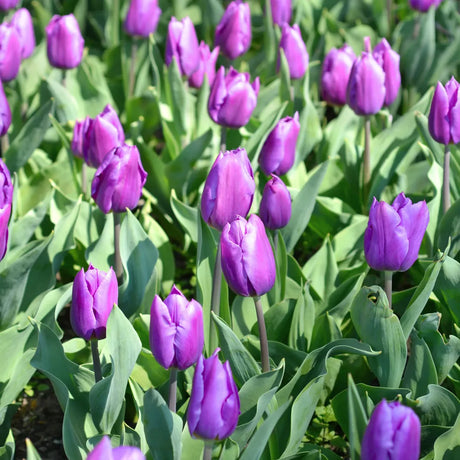 Bulbi lalele Purple Flag1