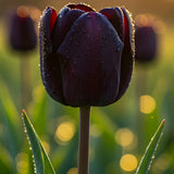 Bulbi lalele Queen of Night
