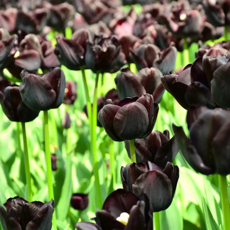 Bulbi lalele Queen of Night1