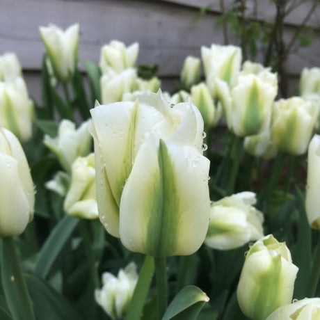 „Lalele „Spring Green” cu petale alb-crem și verde pal – Ideală pentru grădini de primăvară elegante și aranjamente florale rafinate.”