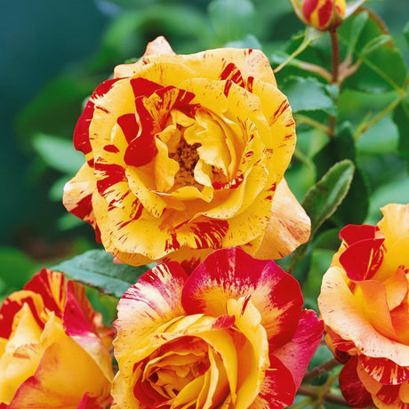 Floare de trandafir Camille Pissarro® cu petale bogate și elegante