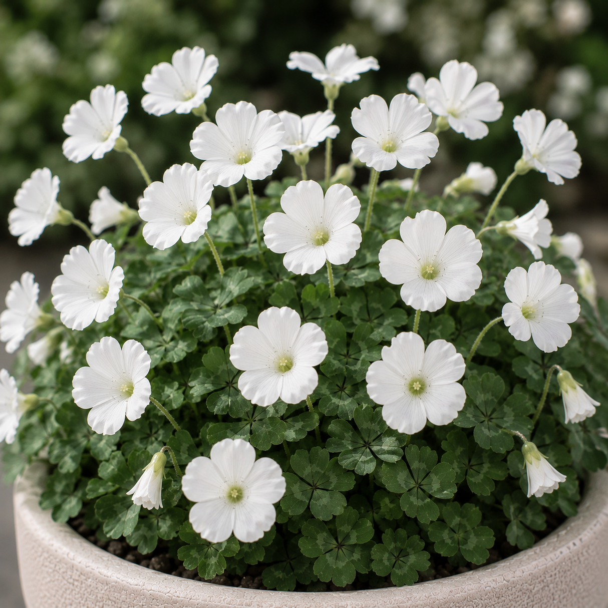 Bulbi de Oxalis "White Angel' 15 buc
