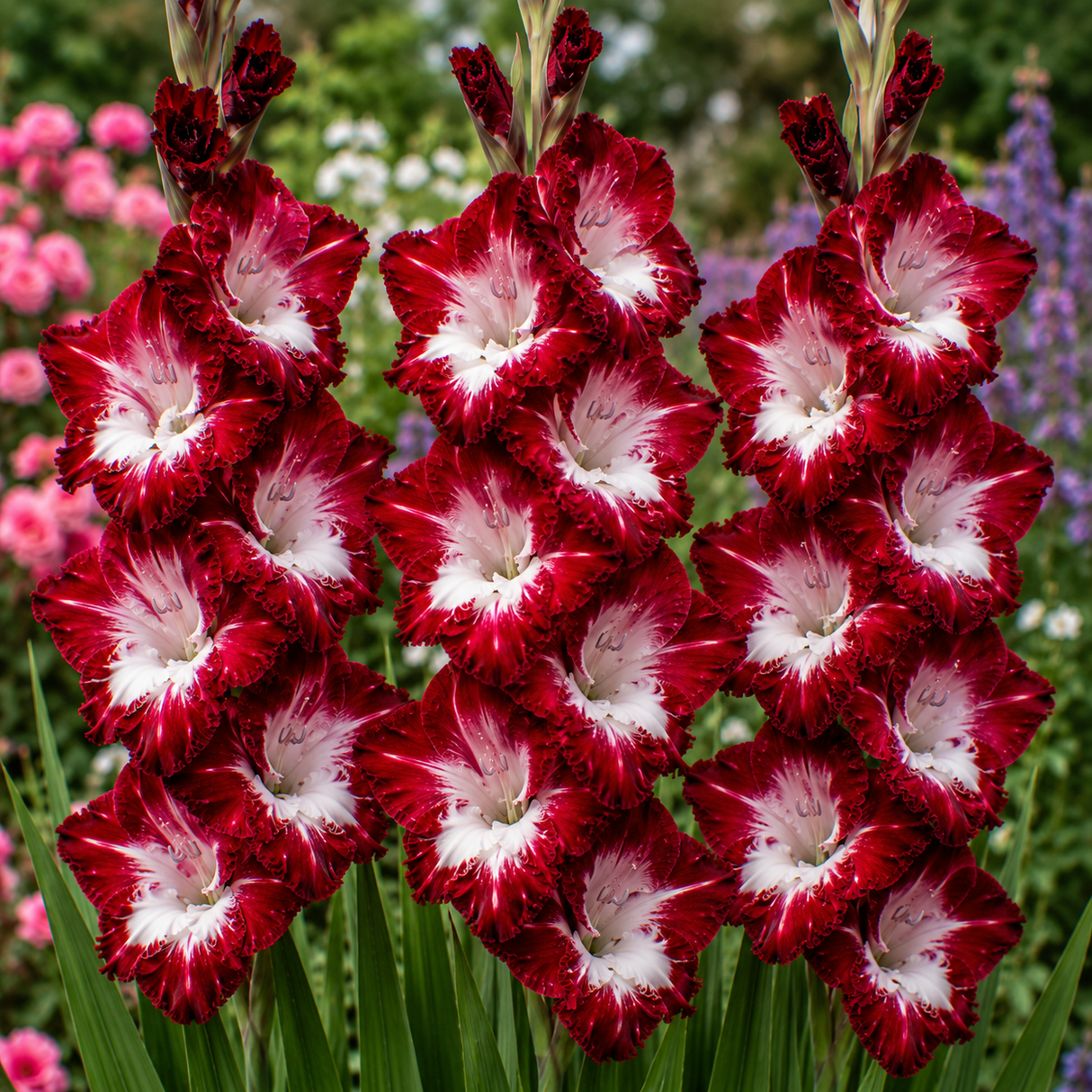 Bulbi de Gladiole "Oscar" 5 buc