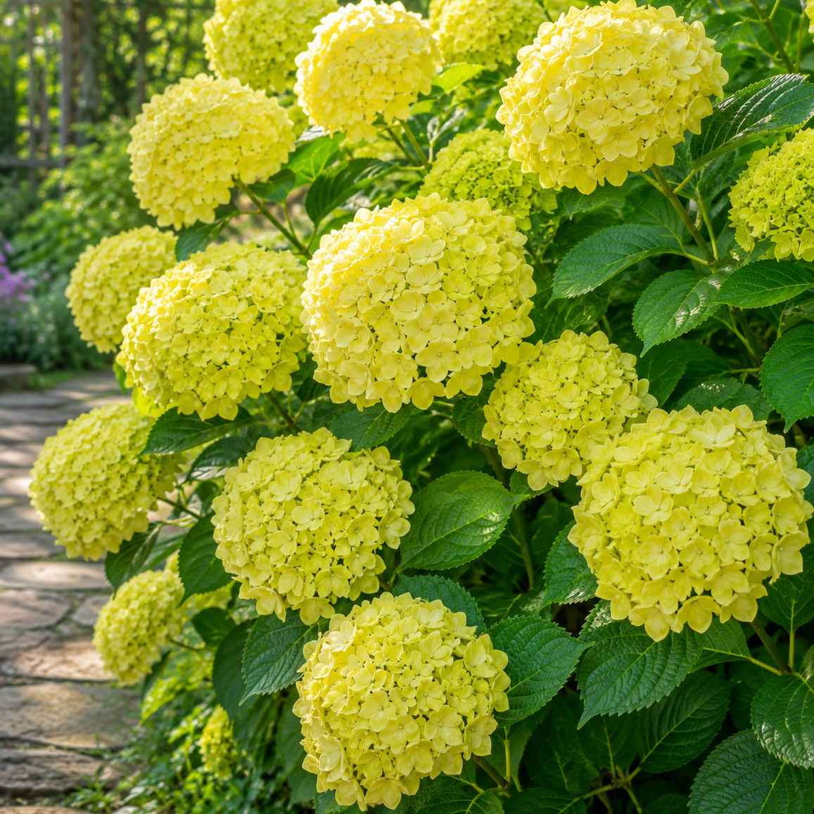 Hortensia "Lemon Glow"