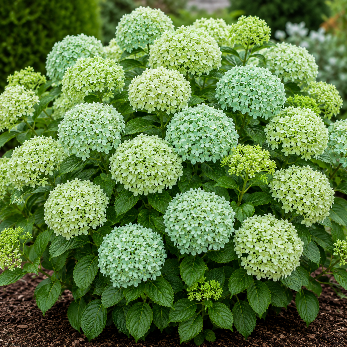 Viburnum „Margarita Mentha”