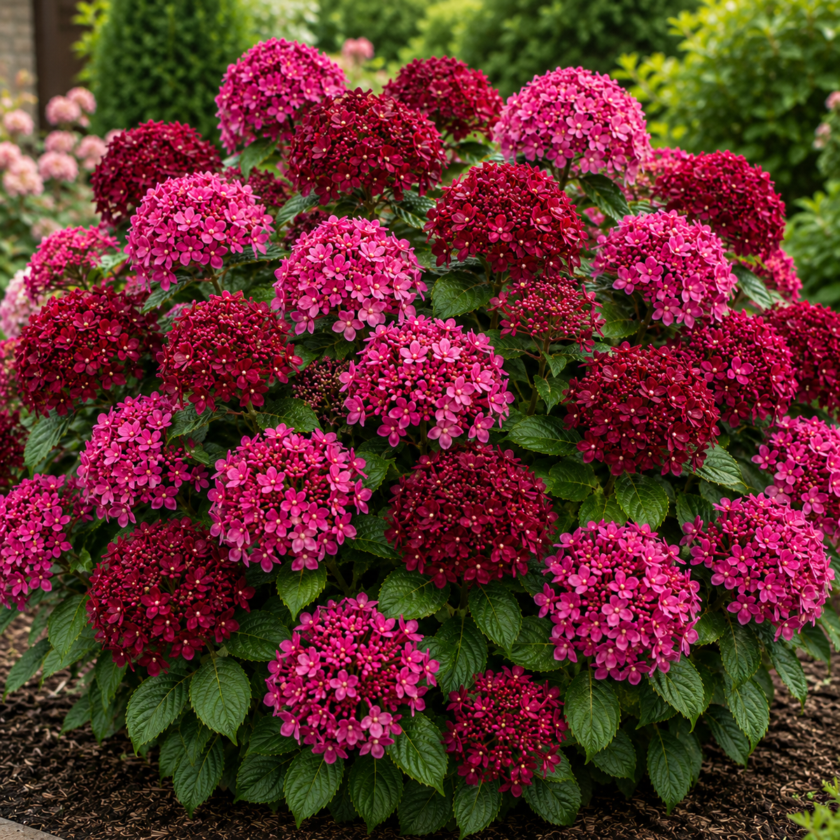 Viburnum „Osculum Velutinum”