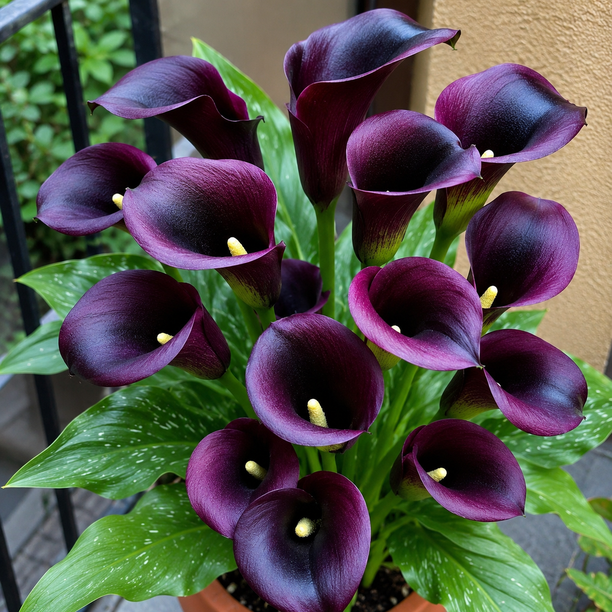 Bulbi de Cala Purple Sensation 1 bucată