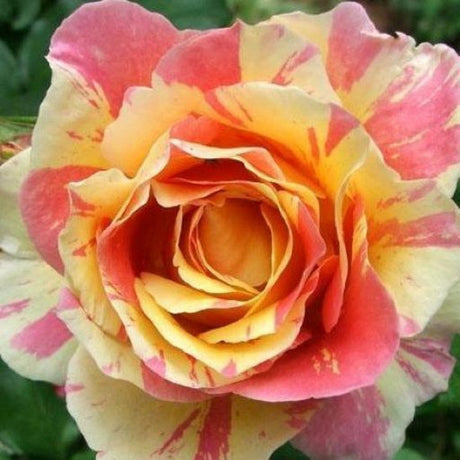 Floare de trandafir Claude Monet® cu petale delicate și armonioase